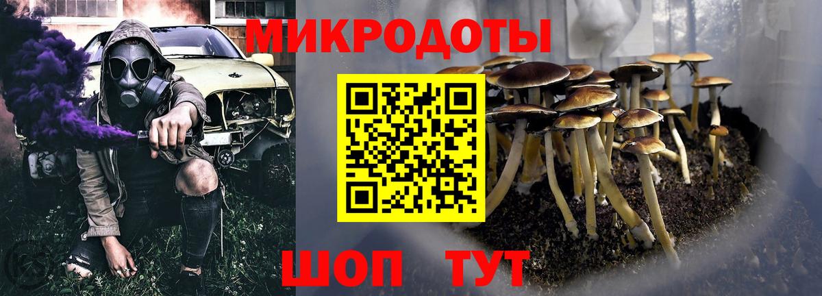 Галлюциногенные грибы Psilocybe Белгород